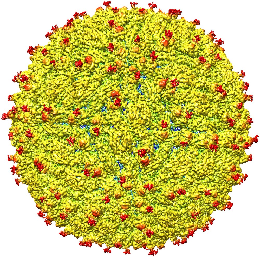 zika virus estrutura