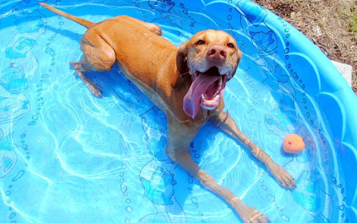 uma piscina pode salvar seu cachorro da hipertermia no verao