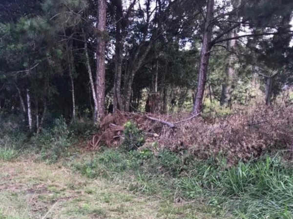 corpo de aline foi encontrado em matagal ao lado da colonia penal agricola em piraquara